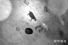 임신한 염소만 훔친 도둑, 알고 보니?[청계천 옆 사진관]