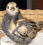 美 ‘현존하는 최고령 닭’은 20살…장수 비결은?