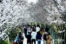 4년만의 노 마스크… 봄꽃 축제 즐겨요