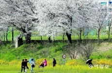 전남북 곳곳서 축제 한마당… “벚꽃길 걸으며 봄을 만끽하세요”
