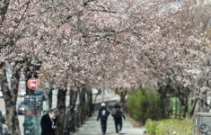 “노마스크 봄 나들이 어디 갈까?”…서울시 ‘아름다운 봄 꽃길 171선’