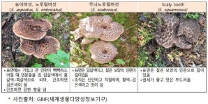 능이버섯으로 둔갑한 ‘식용 불가’ 버섯…“원산지는 중국”