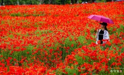 [포토 에세이]양귀비꽃