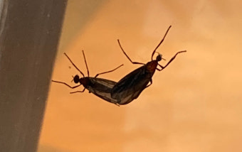 밥 먹다가 꺅~! 종로 점령한 ‘러브버그’…“겁먹을 필요 없어요”