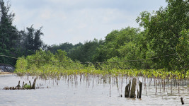 韓기업, 맹그로브 70만그루 심자… 베트남 주민들 “숲도 삶도 복원”