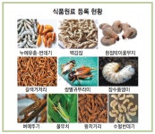 단백질 풍부한 곤충, 미래 식량 자원으로 각광