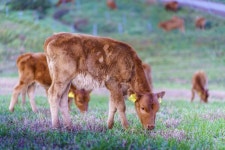 서산 한우농장서 럼피스킨병 국내 첫 발생…이동중지 명령