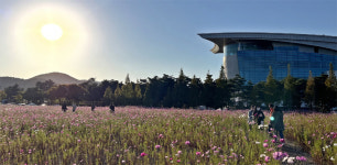 가을 햇살 속 코스모스 정원