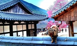 구례 화엄사 봄 맞이 홍매화·들매화 사진 콘테스트[청계천 옆 사진관]