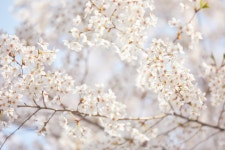 속초 ‘상도문마을 벚꽃축제’ 15년 만에 폐지…이유는?