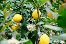 레몬꽃 향기는 바람에 날리고… 잘 늙은 절 한 채, 꽃비 내린다[전승훈 기자의 아트로드]