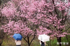 레몬꽃 향기는 바람에 날리고… 잘 늙은 절 한 채, 꽃비 내린다[전승훈 기자의 아트로드]