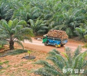 10년 내다본 印尼 팜유사업, 원자재값 급등속 ‘결실’