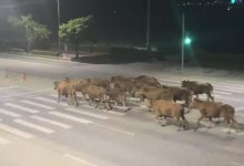 한밤중 소 20여마리 축사 탈출…1시간반 도로 질주