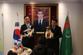 尹부부 선물 받은 ‘투르크 국견’ 알라바이 한국 생활 시작[청계천 옆 사진관]
