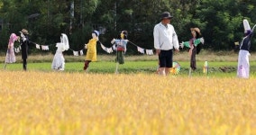 황금빛 논에서 가을을 만끽하는 허수아비
