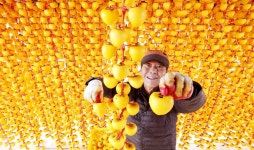 “이게 바로 고종 황제께 진상하던 곶감입니더”