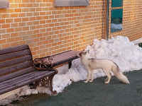 “도심 공원에 웬 여우가?”…전주서 개량종 ‘마블 폭스’ 포획