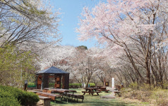 [서대문구] 벚꽃 보며 ‘썸’ 탈 청춘 남녀들 서대문으로!