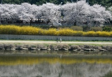 벚꽃의 계절… 서울은 이번주가 절정일 듯[청계천 옆 사진관]