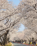 벚꽃의 계절… 서울은 이번주가 절정일 듯[청계천 옆 사진관]