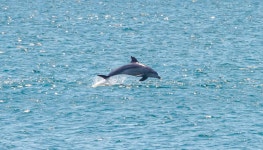 제주에 남방큰돌고래 ‘전용 풀장’ 생겼다