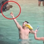 야생원숭이에 감자칩 뿌린 관광객…말려도 던졌다