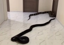 이웃집 아파트 복도에 뱀 푼 태국인…이유는 “개가 짖어서”