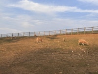 “보랏빛 라벤더 정원부터 수제 소시지까지”… 아이와 함께한 상하농원에서의 하루