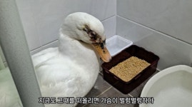 “돌 맞고도 살아남았지만”…삼성천 흰오리 ‘이순이’ 결국 사체로 발견
