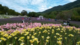 인제 꽃구경 갈까, 원주 춤구경 갈까… 강원 곳곳 가을 축제 개최