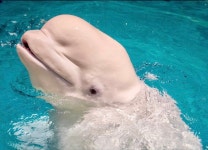 “中에 안 보내주면 벨루가 30마리 안락사 시키겠다”…파산 동물원 협박