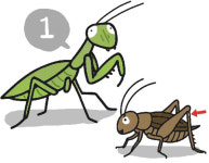 이상한 것이 정상이다[서광원의 자연과 삶]〈113〉