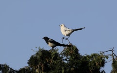 길조 중에 길조 ‘흰 까치’ 제주서 발견