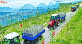 온실 채소 죽으면 간부들은 목 내놔야…‘김정은 농장’의 실상 [주성하의 ‘北토크’]