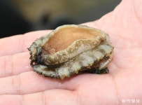 씨 마른 제주 오분자기… 바다에 50억 원어치 뿌려 되살린다