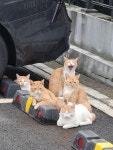 “우리 구역입니다”[고양이 눈]