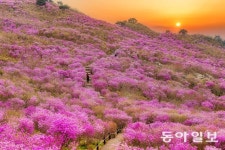 제 30회 비슬산 참꽃문화제 17~19일 개최