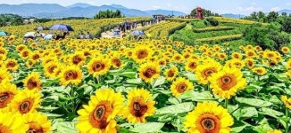 내일부터 해바라기 축제… 강주마을 언덕에 황금빛 물결