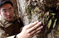 고란초 서식지 발견