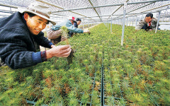 쑥쑥 자라나는 금강송