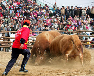 팔도 싸움소 모여 ‘왕중왕’ 가린다