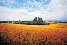 <박상문의 포토 갤러리>보리밭 사잇길로 추억이 걸어온다