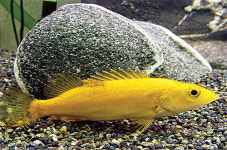 나날이 건강해지는 한강…‘은어도 왔다’