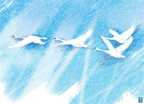 <살며생각하며>어린 철새들의 고통