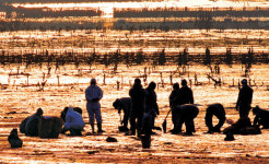 <2007 올해의 인물>절망의 ‘기름띠’ 걷어낸 희망의 ‘인간띠’