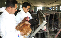 오골계·토종닭 ‘AI서 사수하라’