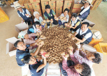 <‘1사1촌’ 세상을 바꾼다>‘암반수 옥수수·온천수 감자’에 반했어요