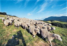 맑은 하늘이 즐거운 양떼