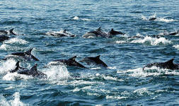 <포토&에세이>고래관광선이 뜬다… 자∼떠나자∼동해바다로!